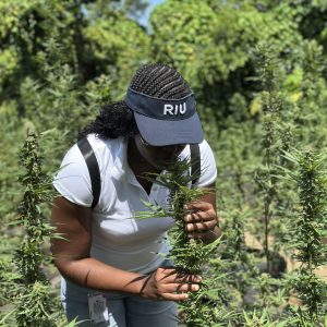 Weed Farm Tour